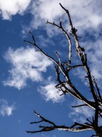 /album/de-bois-et-de-rouille/arbre-brule-jpg/